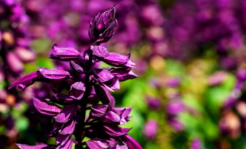 Din guide för Salvia: Plantering, odling och skötsel av alla sorter