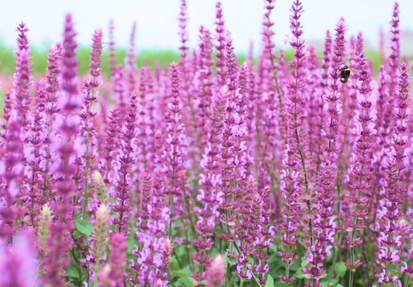 pedir bulbos de salvia por internet