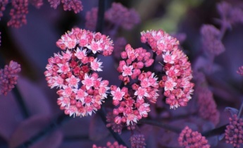Momento y técnicas para plantar bulbos de Sedum: Liberar la estética