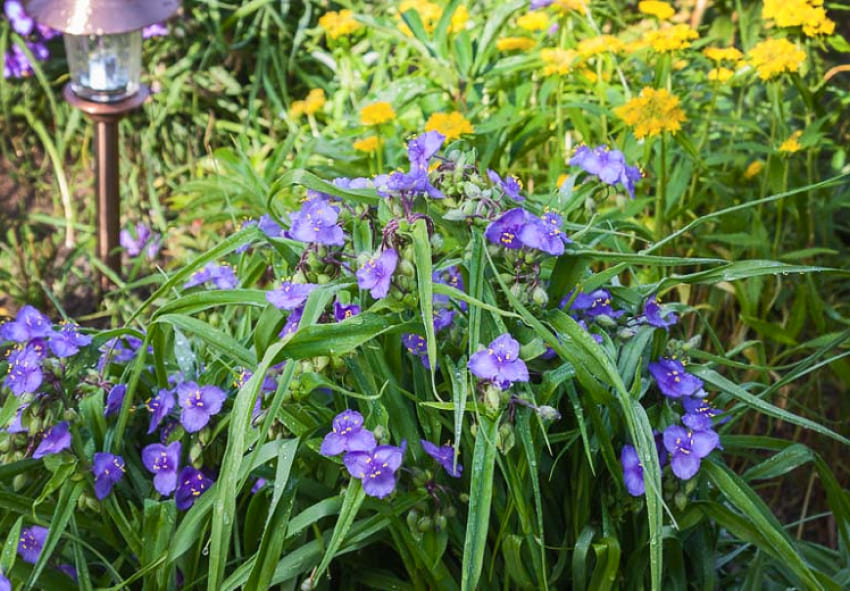 Tradescantia dans l'aménagement du jardin