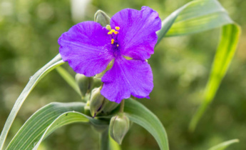 Comprehensive Guide for Tradescantia: Care, Varieties and Growing Tips for Your Spiderwort Plants