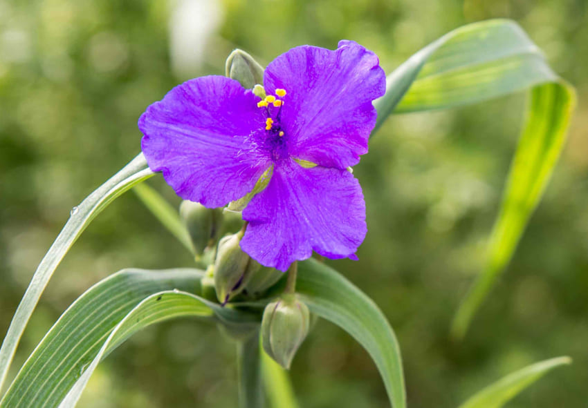 ostaa Tradescantia verkossa