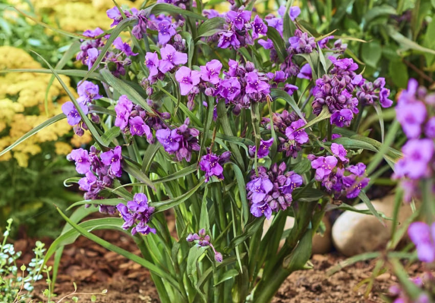 commander Spiderwort en ligne