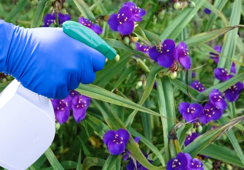 Gestão de pragas e doenças de Tradescantia