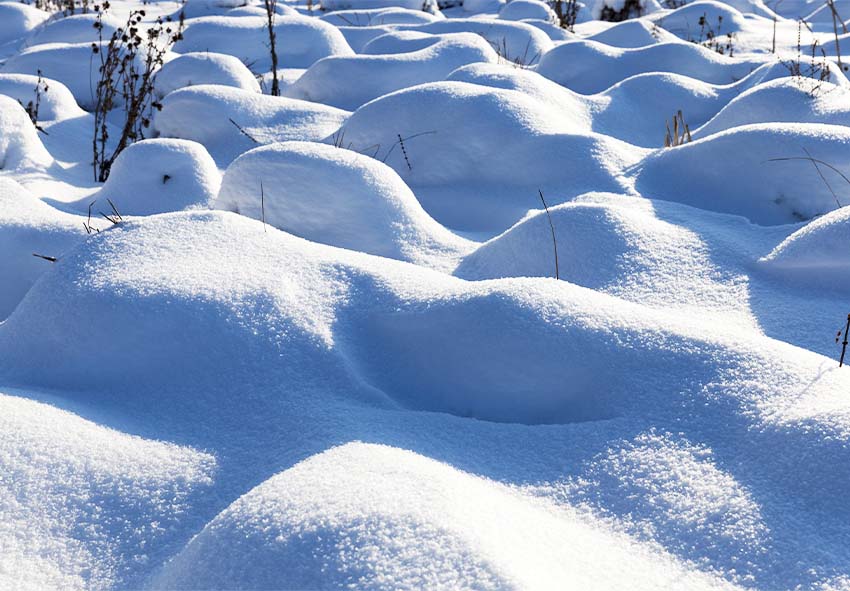 soins hivernaux pour l'astilbe