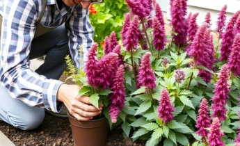 How to Plant Astilbe: Expert Guide to Rhizomes, Site Prep & Best Varieties