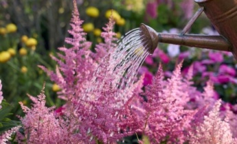 Seizoensverzorging voor Astilbe: Tips om vaste planten gezond te houden