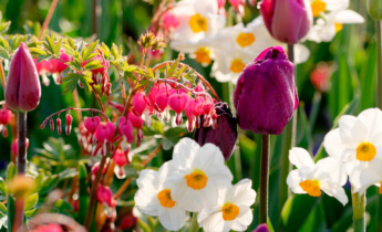 Dicentra no design de jardins: Incorporar plantas de coração sangrento no seu jardim