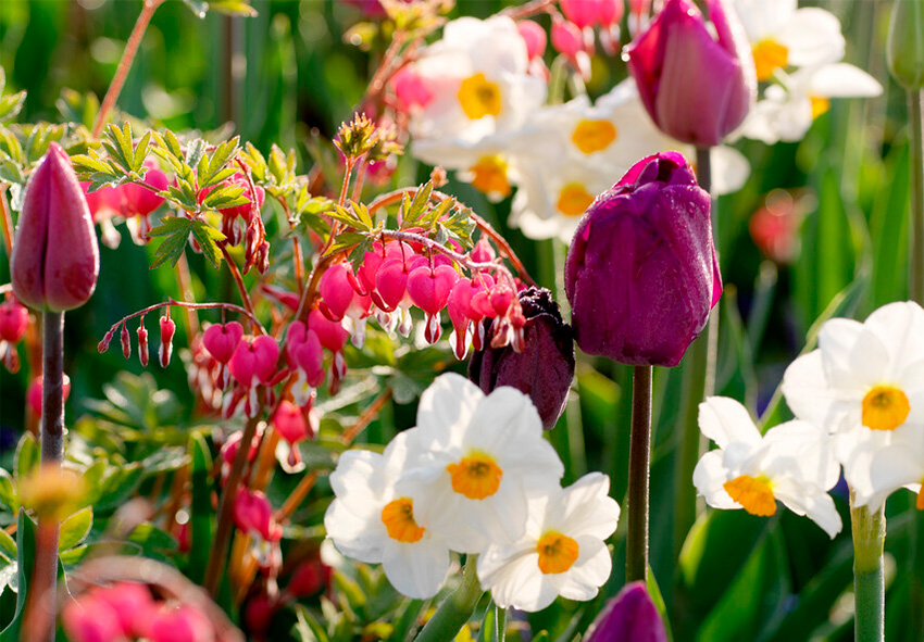 dicentra dans l'aménagement du jardin