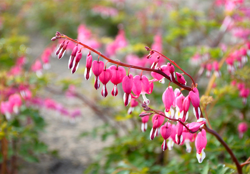 acheter des bulbes de dicentra en ligne