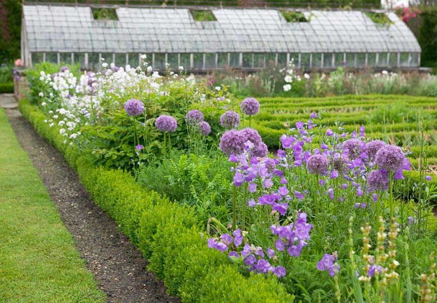 Les alliums dans la conception des jardins