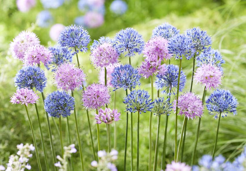 buy Allium bulbs online