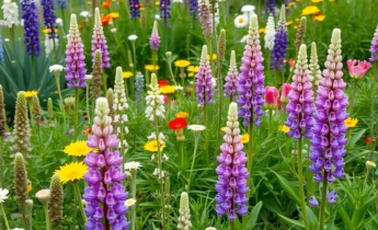 Comment planter correctement les lupins : guide complet pour des fleurs en bonne santé