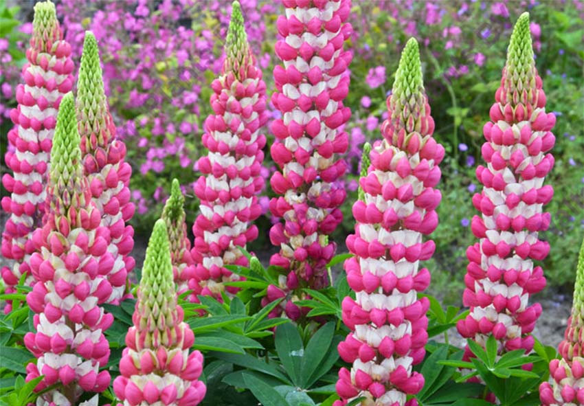 acquistare bulbi di Lupinus online