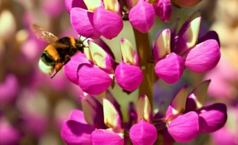 Uitgebreide gids voor Lupinus: Tips voor het kweken en verzorgen van uw prachtige planten