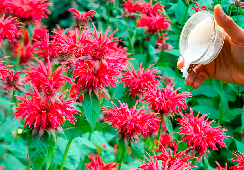 Preventietips voor monarda plagen en ziekten