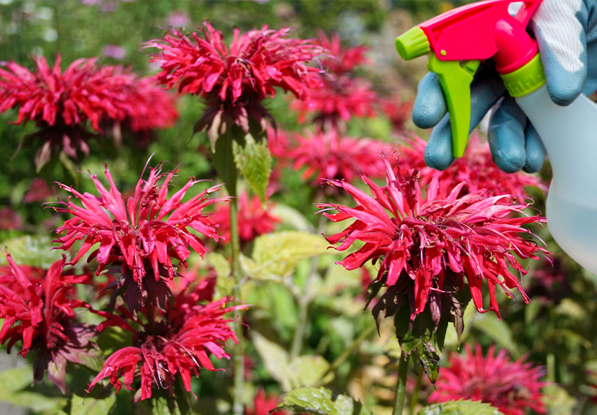 control de plagas y enfermedades de la monarda