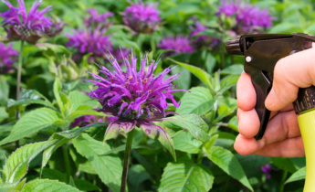 Effectieve ongedierte- en ziektebestrijding voor Monarda: Bescherm uw planten