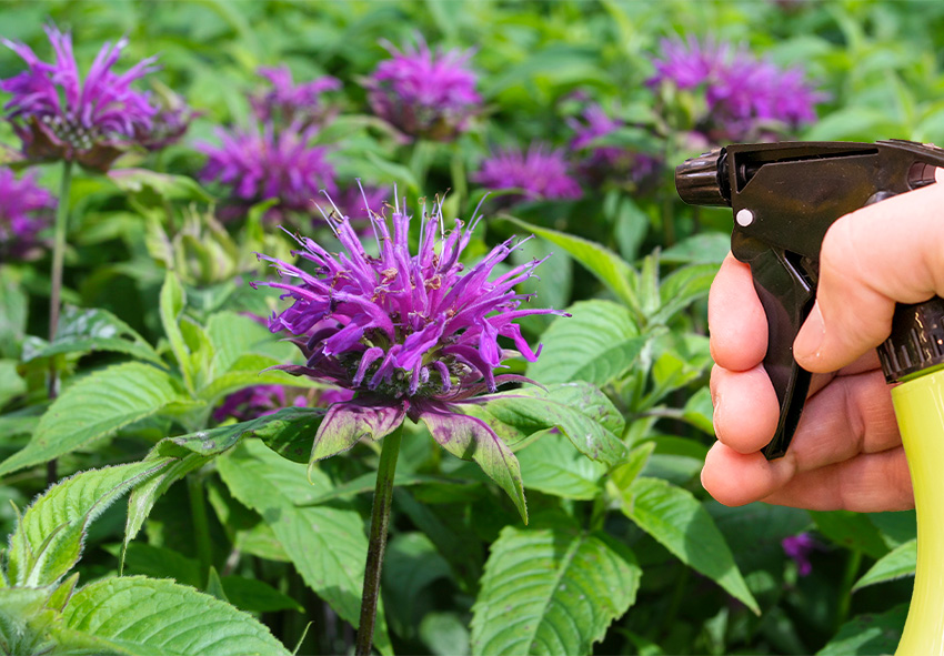 Metodi naturali per il controllo di parassiti e malattie della monarda