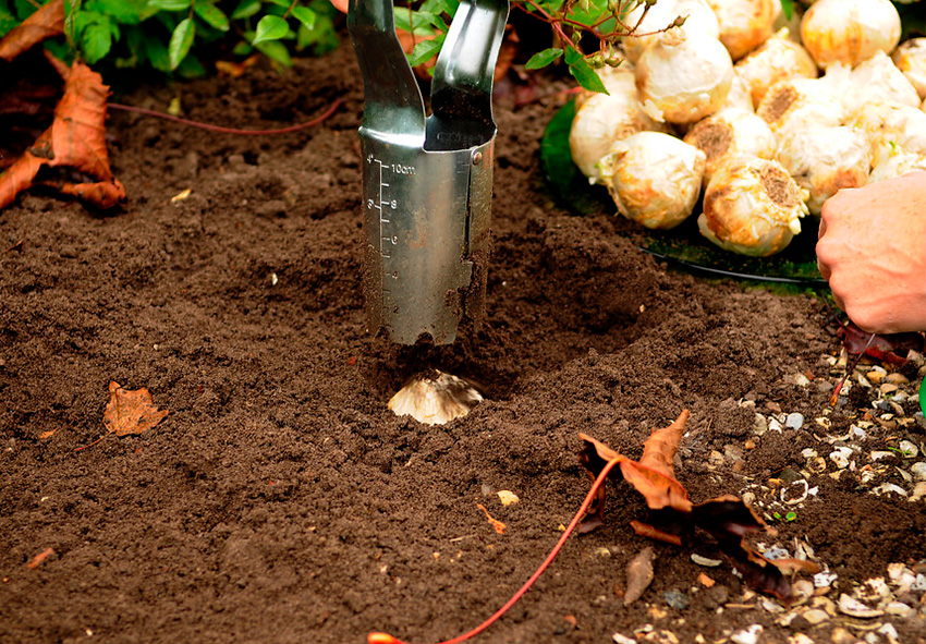 Planting Fritillaria Bulbs