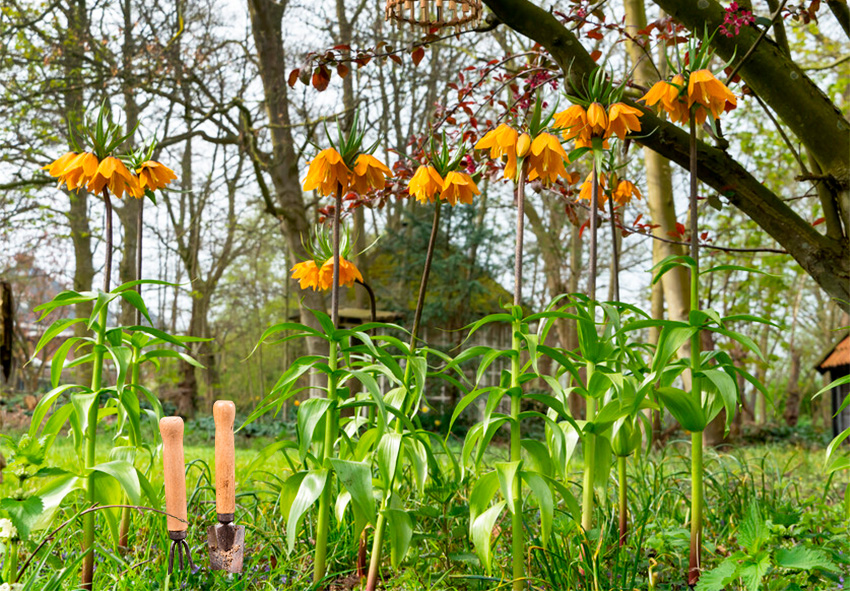 Επαναφύτευση βολβών Fritillaria