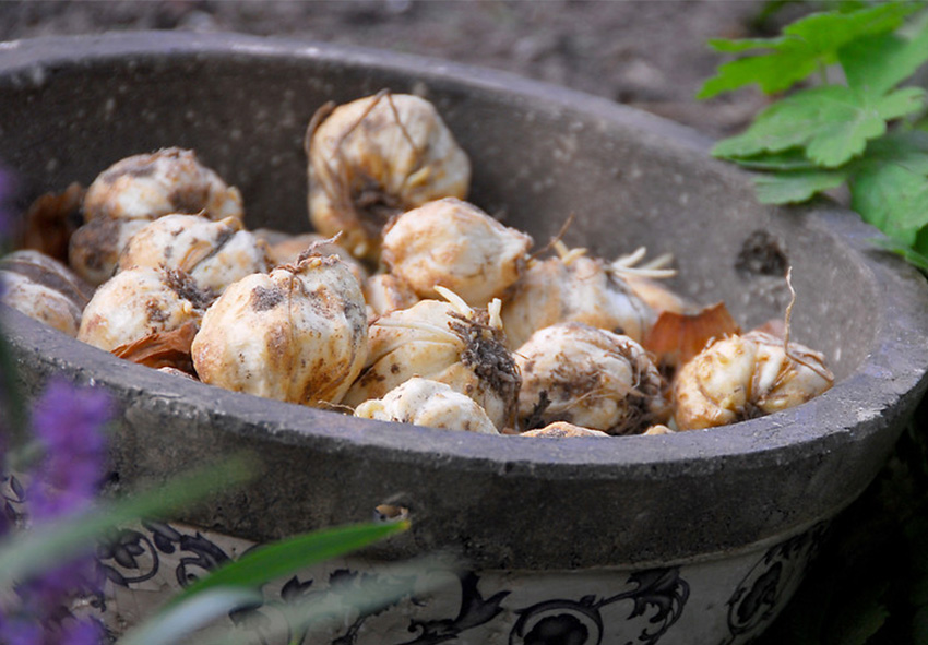 ordinare online i bulbi di Fritillaria