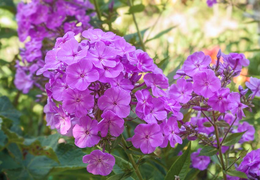 acheter des bulbes de Phlox en ligne