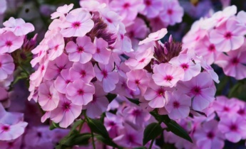 Topp 5 Phlox-sorter att plantera i september