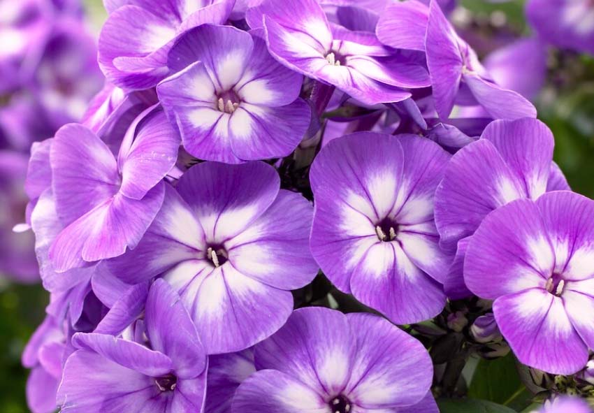 Guide pour les Phlox