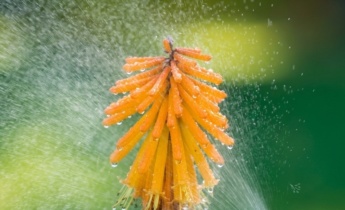 Pflege von Kniphofia nach der Pflanzung: Tipps zum Gießen, Beschneiden und zur Pflege