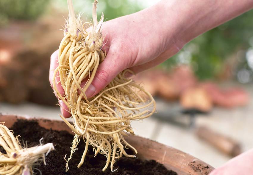 plantation d'automne plantes vivaces