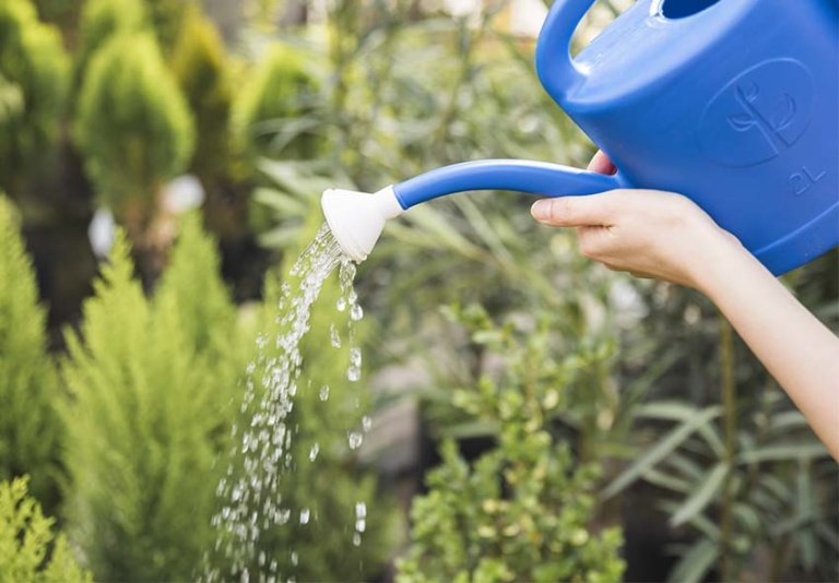 Autumn Planting Guide Bulbs, Perennials, and Shrubs for a Thriving Garden