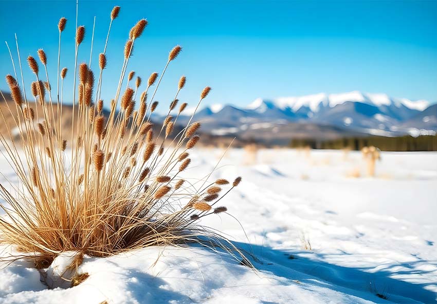 Protecting Kniphofia in Winter