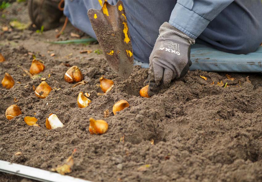 Plantação de tulipas