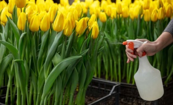 Combaterea dăunătorilor și a bolilor la lalele: protejați-vă florile de dăunătorii obișnuiți din grădină