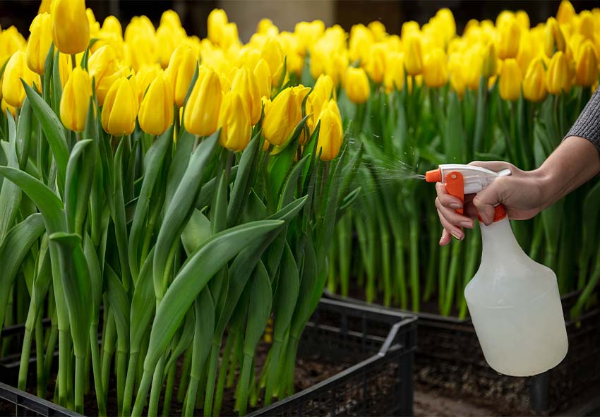 Ongediertebestrijding voor tulpen