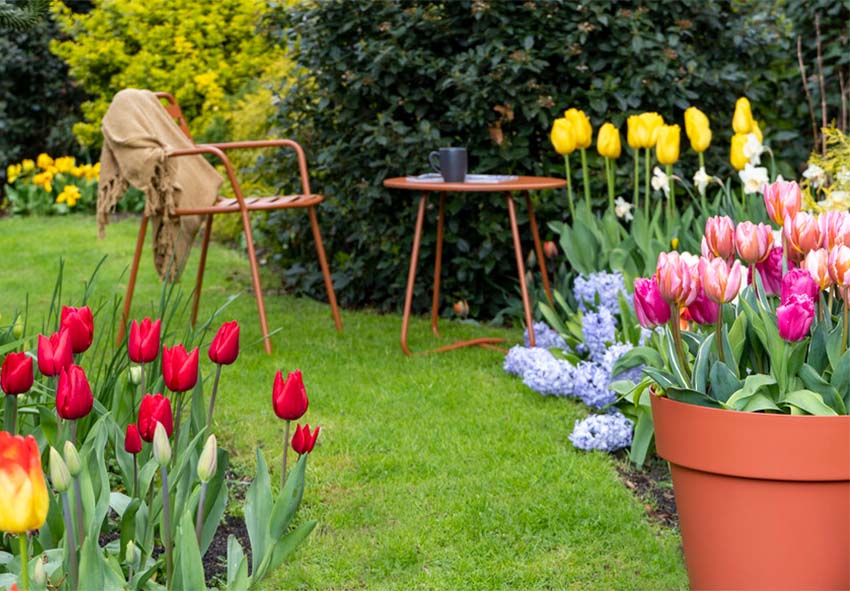 tulipes dans l'aménagement du jardin