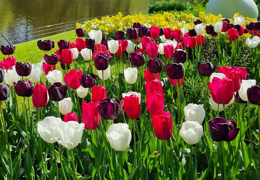 order tulip bulbs online