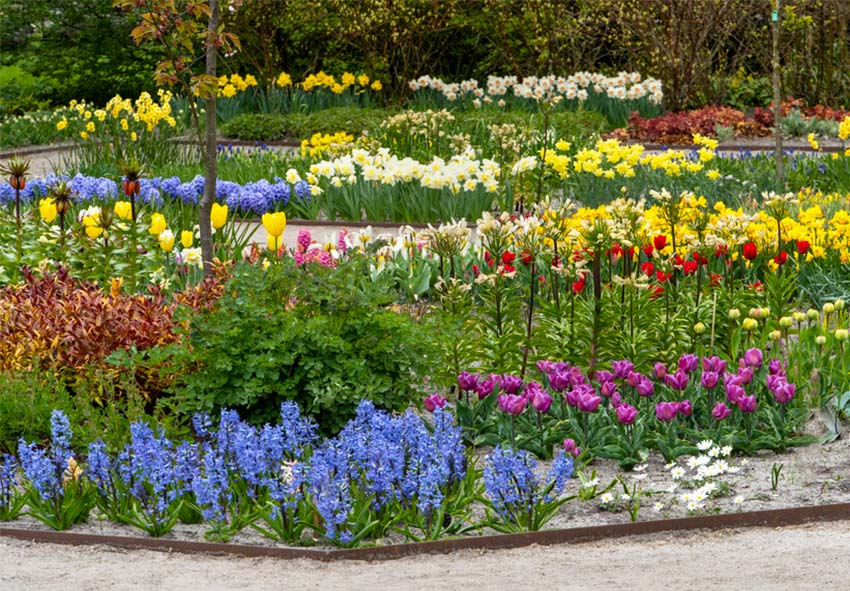 Los jacintos en el diseño de jardines