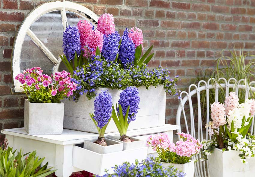 Combining hyacinths with foliage plants