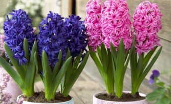 Hyacinty v zahradním designu: Začlenění voňavých květů do zahradní estetiky