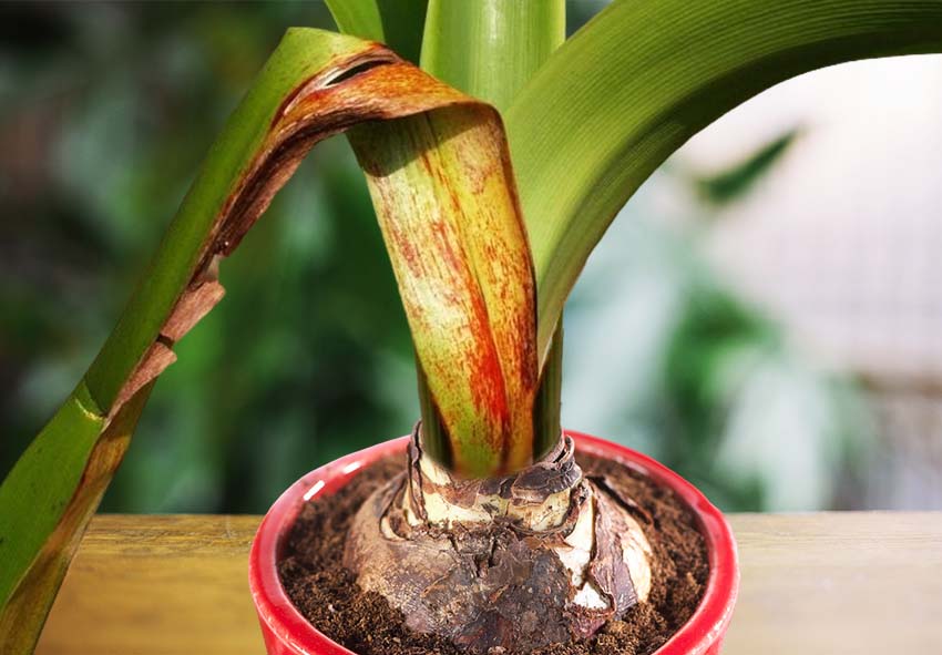 Amaryllis betegségek