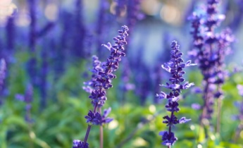 Sådan planter du Salvia: Eksperttips til dyrkning og pleje af levende blomster