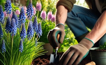 How to Plant Muscari Bulbs: A Step-by-Step Late Fall Planting