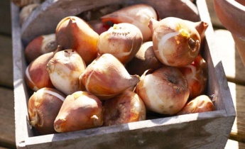 Guida alla cura dei tulipani dopo la fioritura: potatura dei fiori appassiti, concimazione e cura del fogliame