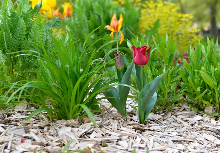 Guide d'entretien des tulipes : Conseils pour une floraison éclatante ...