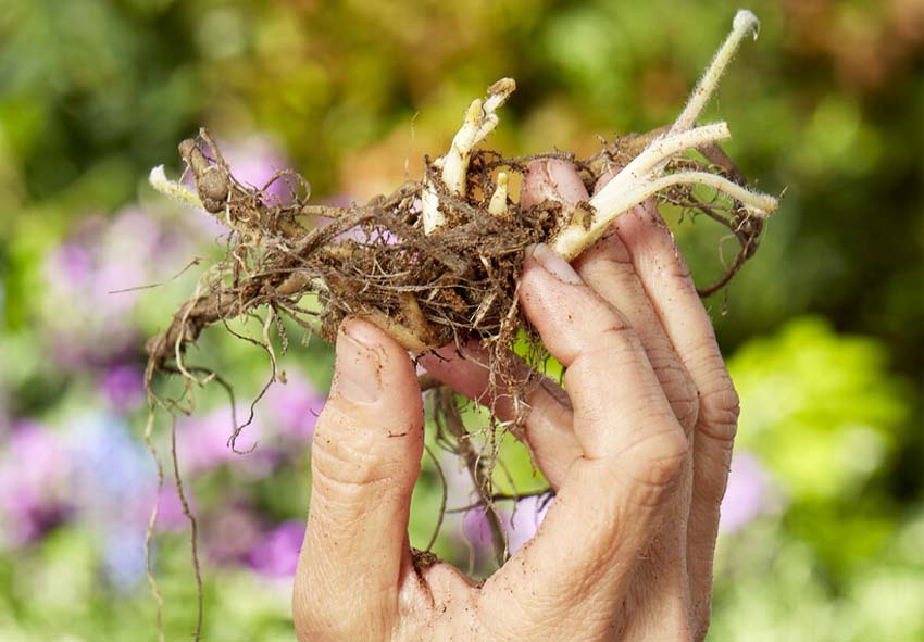 köpa hemerocallis lökar online