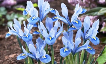 Complete Guide to Growing Dutch Irises: Planting, Care and Blooming Tips