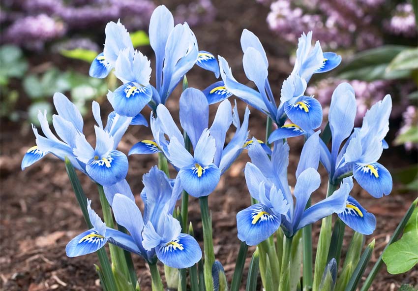 buy dutch iris bulbs online