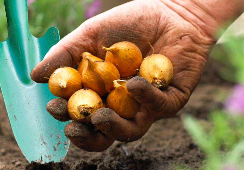 Planting Dutch Irises